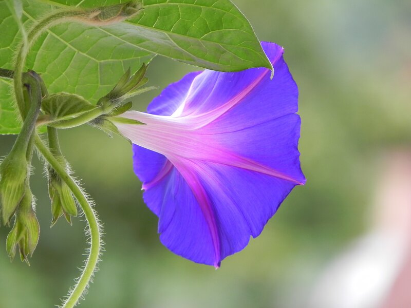 Purple morning glory flower