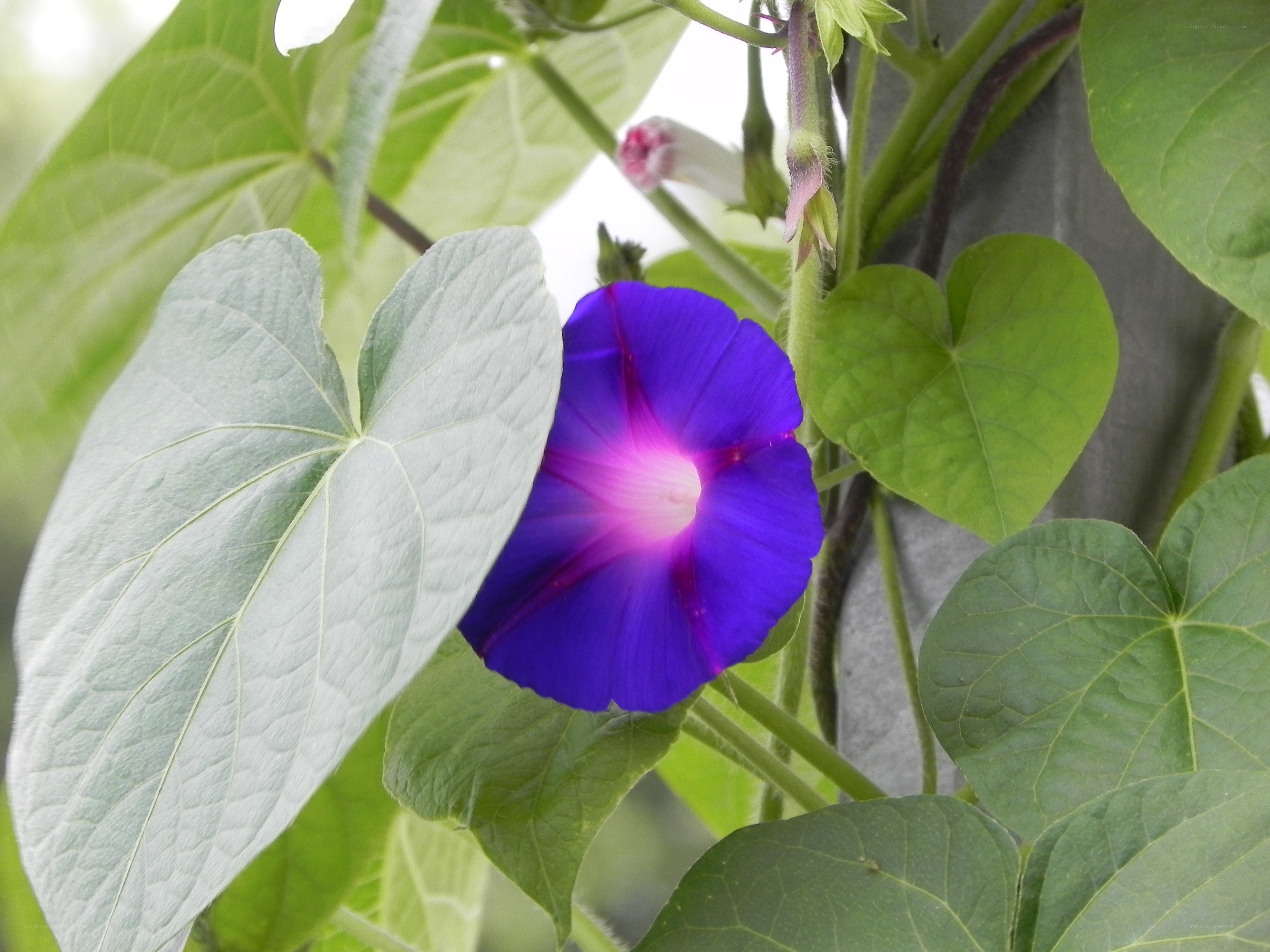 purple morning glory flower