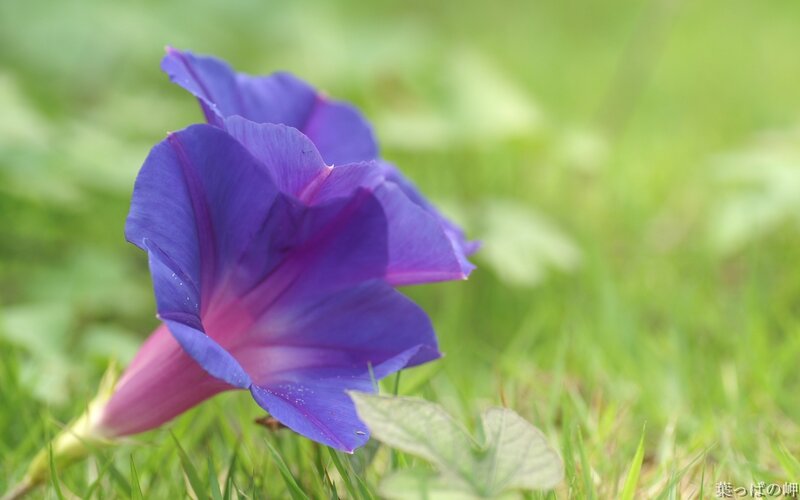 Purple morning glory flower