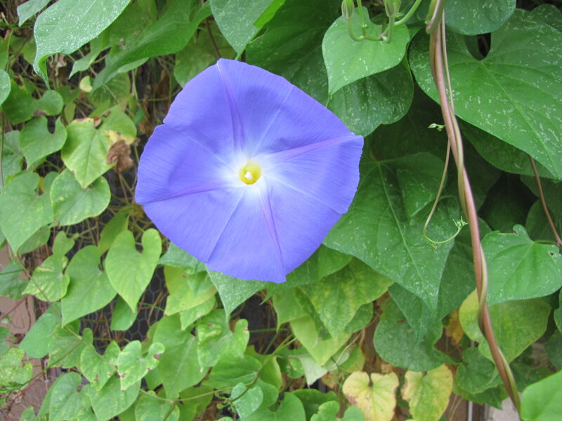 Purple Morning Glory Flower — Blue, Calm