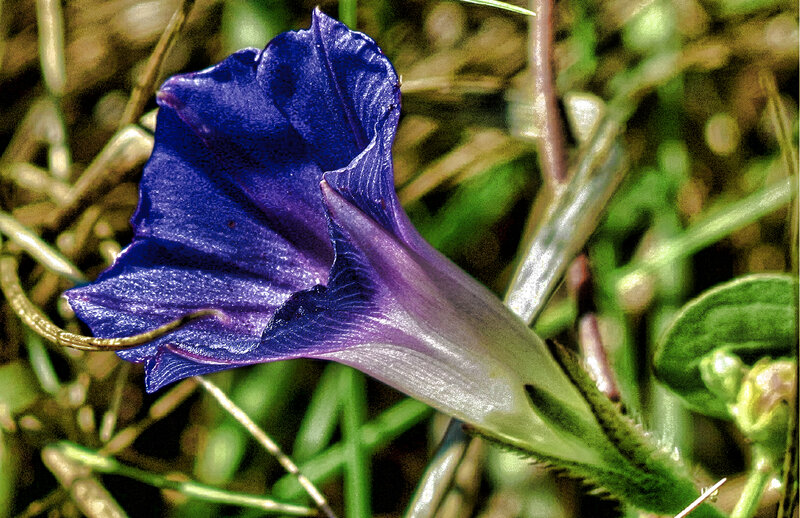 Purple Morning Glory Flower — Blue, Natural