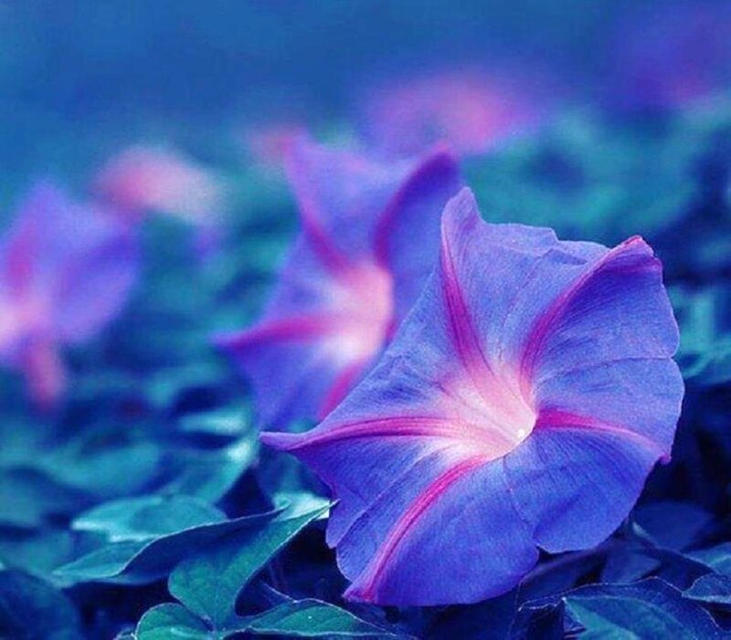 Purple Morning Glory Flower — Blue, Serene, Photograph, Leaves
