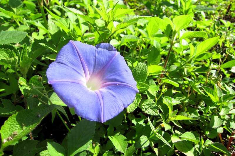Purple Morning Glory Flower — Blue, Serene