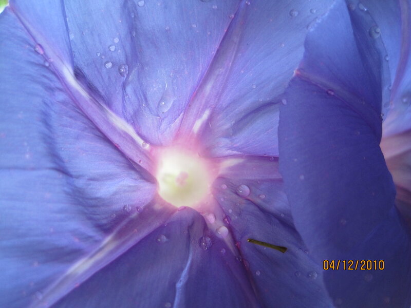 Purple Morning Glory Flower — Blue