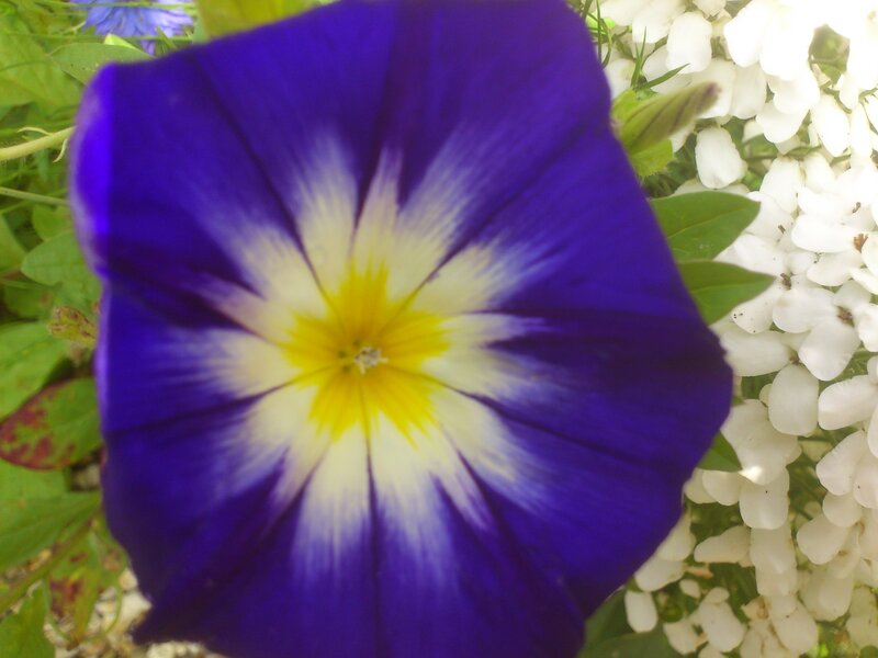 Purple Morning Glory Flower — Calm, Afternoon, Photograph