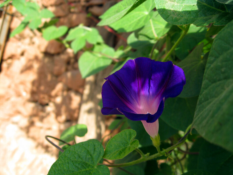 Purple Morning Glory Flower — Calm, Afternoon
