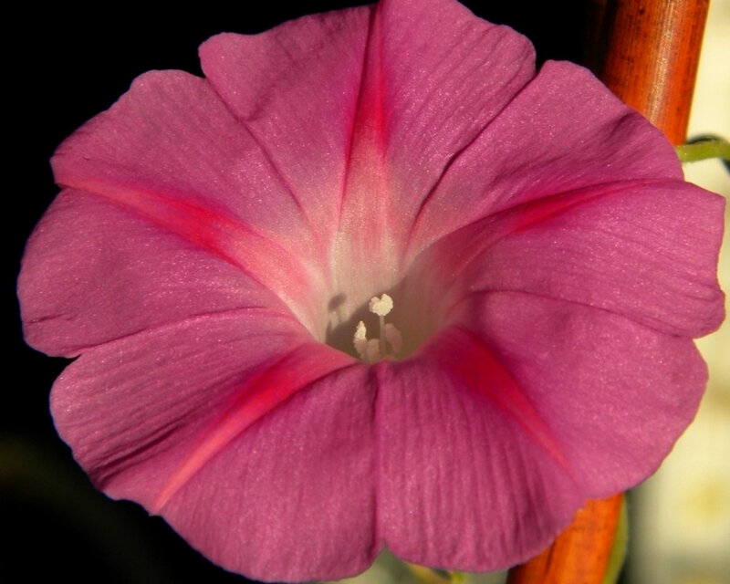 Purple Morning Glory Flower — Calm, Night