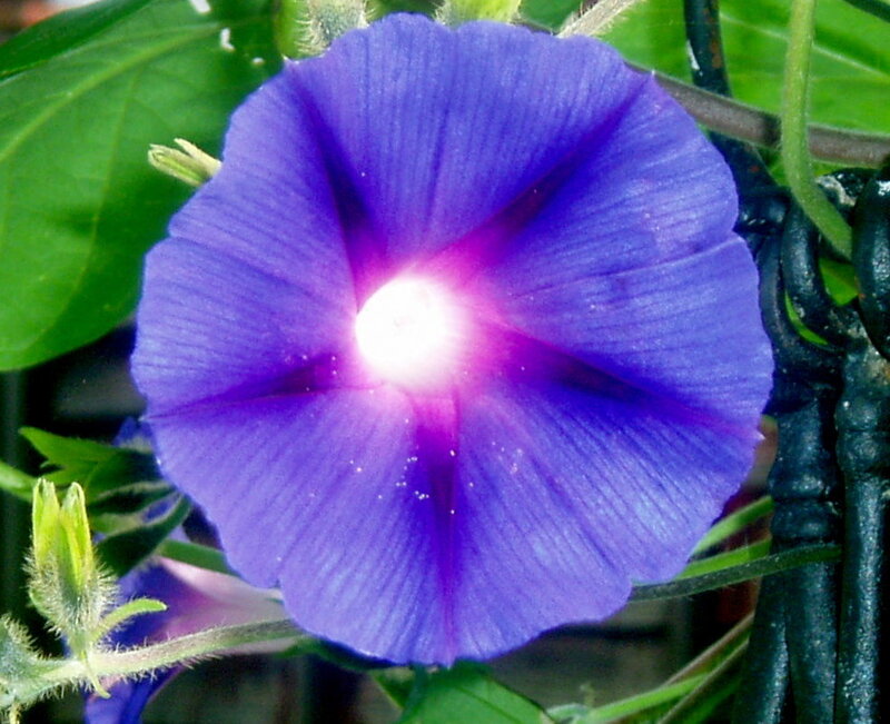 Purple Morning Glory Flower — Calm, Photograph, Green Leaves, Flower Bud, Vine