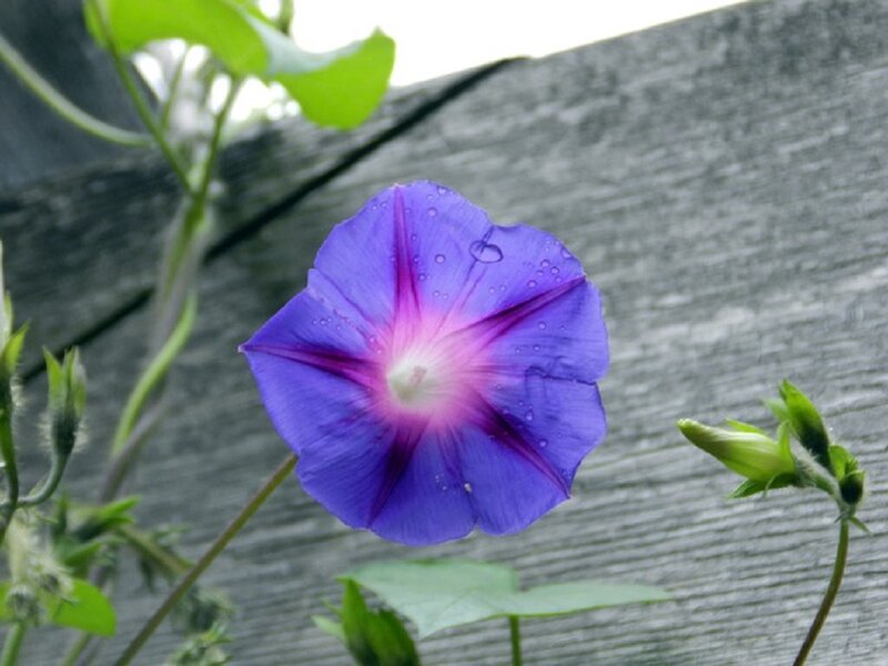 Purple Morning Glory Flower — Calm, Photograph, Green Leaves, Flower Buds