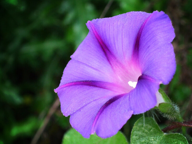 Purple Morning Glory Flower — Calm, Photograph, Green Leaves, Stem