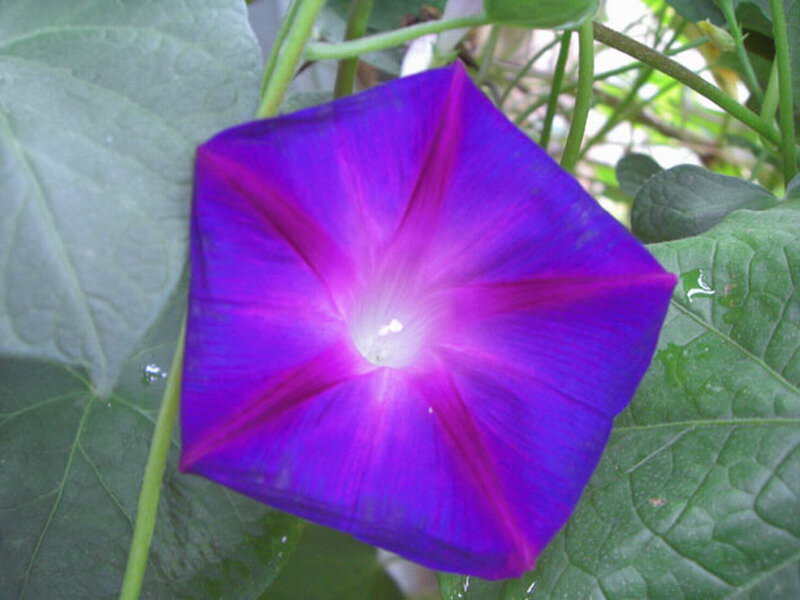 Purple Morning Glory Flower — Calm, Photograph