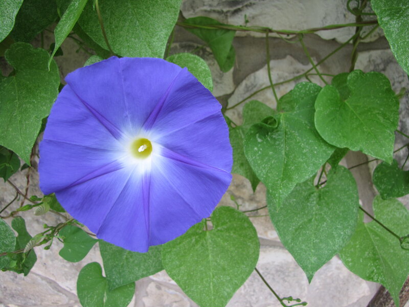 Purple Morning Glory Flower — Calm