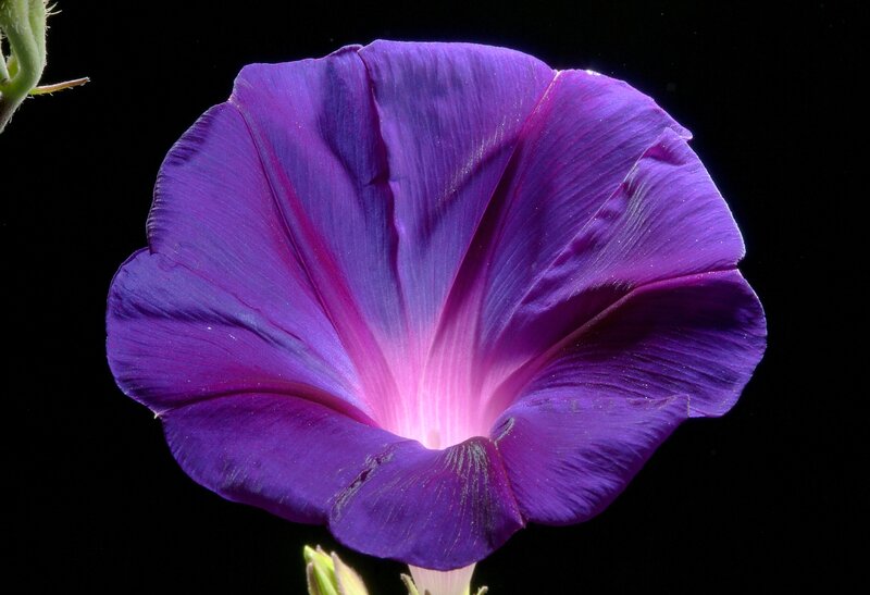 Purple Morning Glory Flower — Dramatic, Night