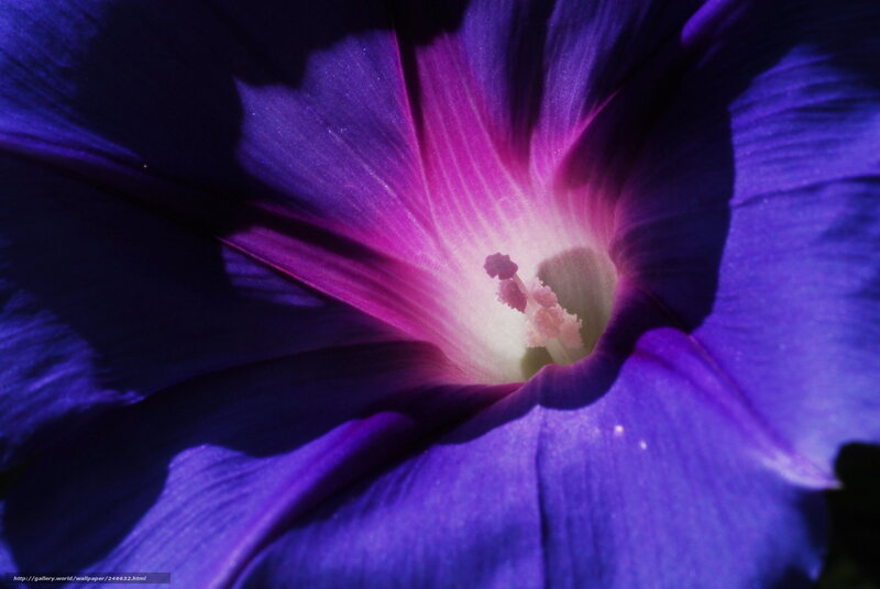 Purple Morning Glory Flower — Dramatic, Photograph, Petals