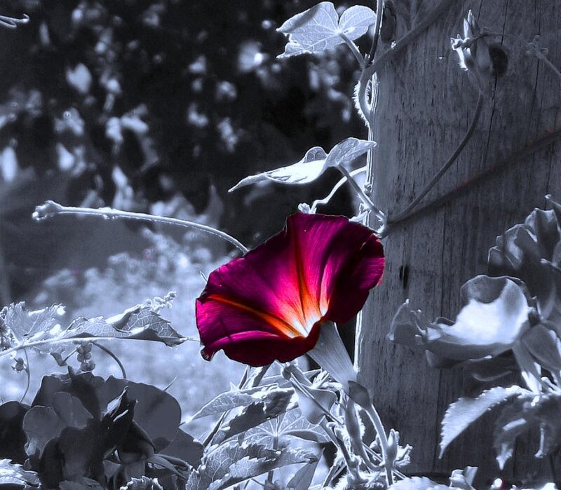 Purple Morning Glory Flower — Dramatic, Photograph