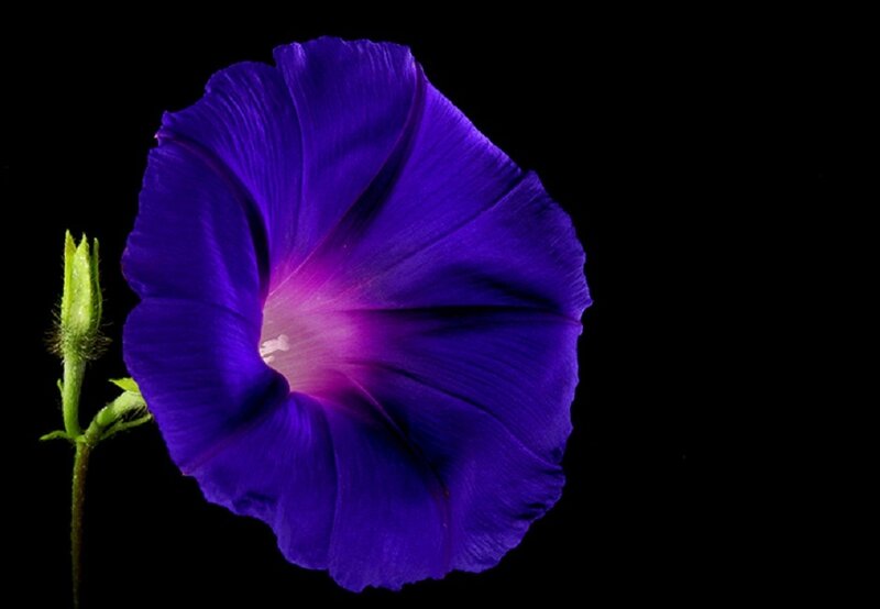 Purple Morning Glory Flower — Dramatic