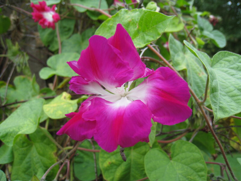 Purple Morning Glory Flower — Magenta, Natural, Afternoon