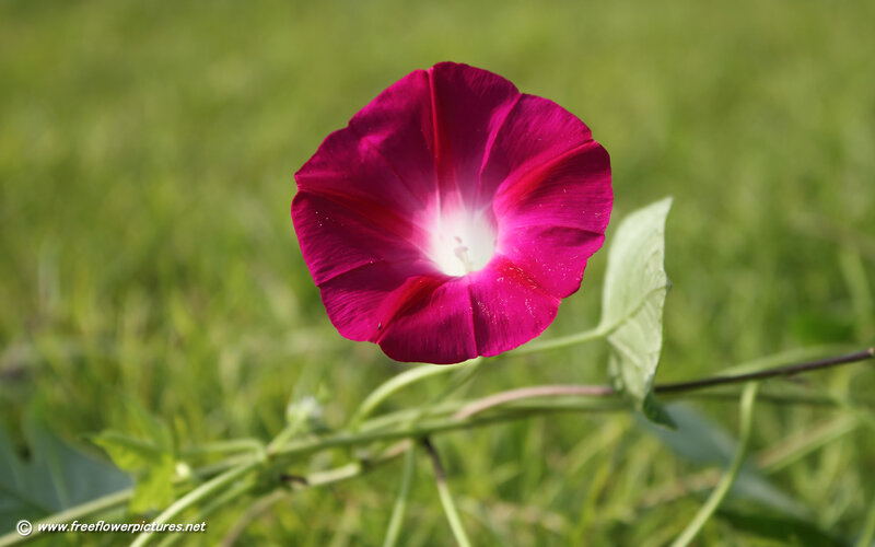 Purple Morning Glory Flower — Magenta, Serene