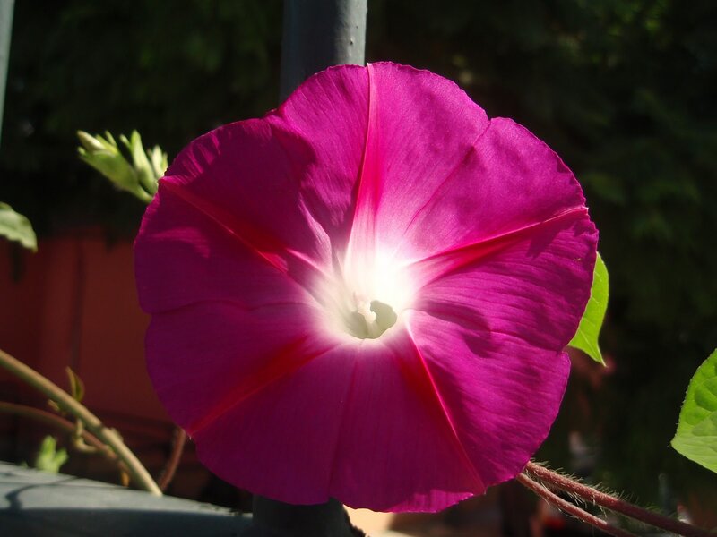 Purple Morning Glory Flower — Magenta