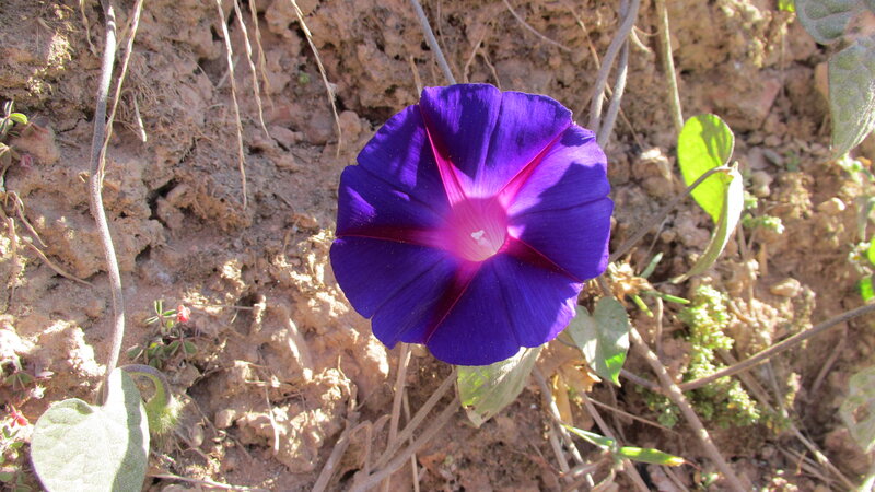 Purple Morning Glory Flower — Natural, Afternoon, Photograph, Soil