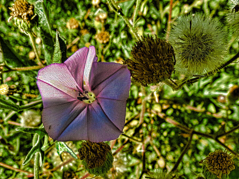 Purple Morning Glory Flower — Natural, Afternoon, Photograph