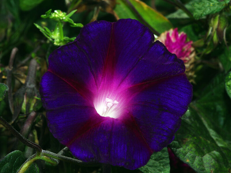 Purple Morning Glory Flower — Natural, Photograph, Leaves