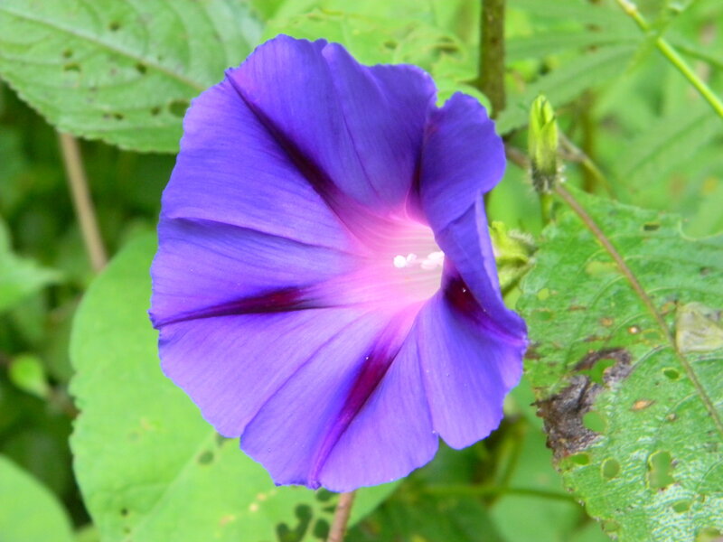 Purple Morning Glory Flower — Natural