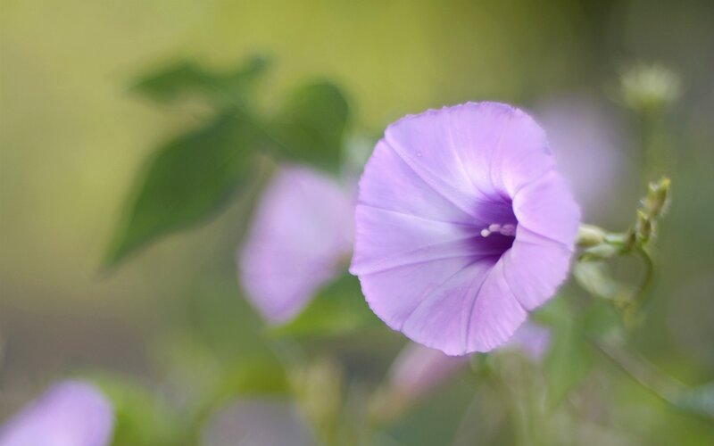 Purple Morning Glory Flower — Photograph