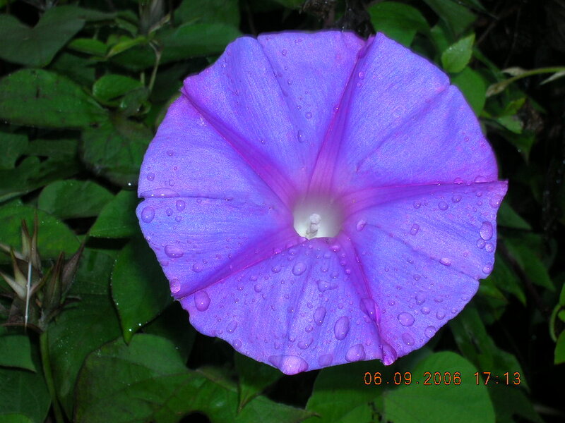 Purple Morning Glory Flower — Serene, Afternoon, Photograph