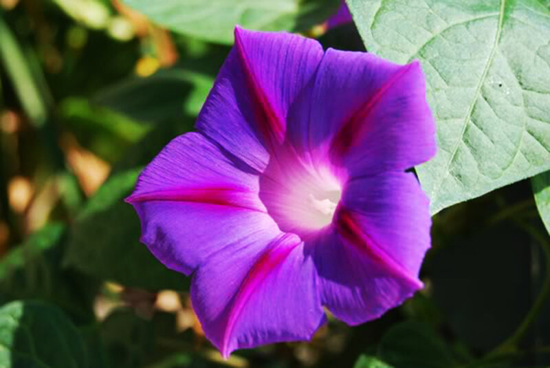 Purple Morning Glory Flower — Serene, Afternoon