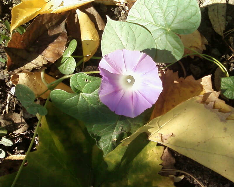 Purple Morning Glory Flower — Serene, Autumn