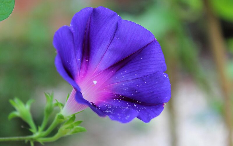 Purple Morning Glory Flower — Serene, Photograph, Green Leaves, Flower Bud, Pink