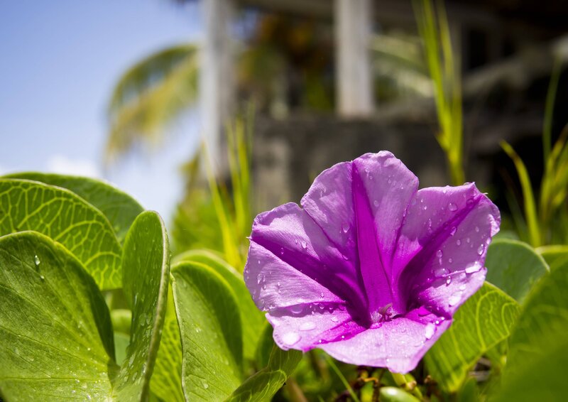 Purple Morning Glory Flower — Serene, Photograph, Green Leaves, Palm Tree