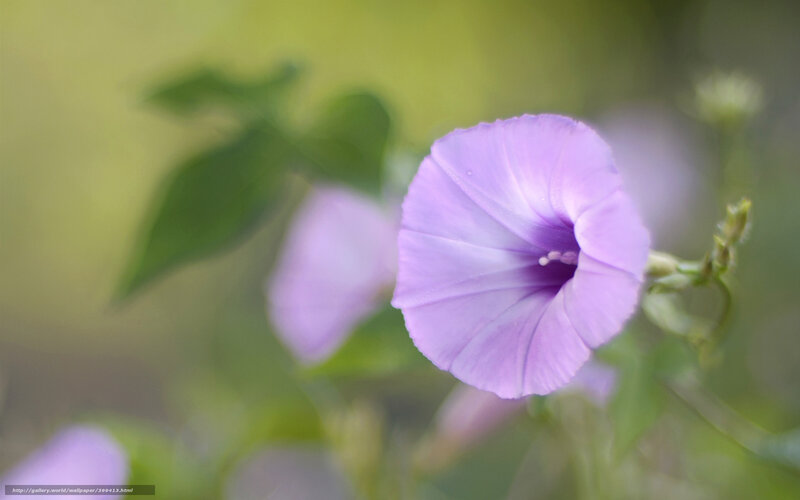 Purple Morning Glory Flower — Serene, Photograph, Leaf, Stem