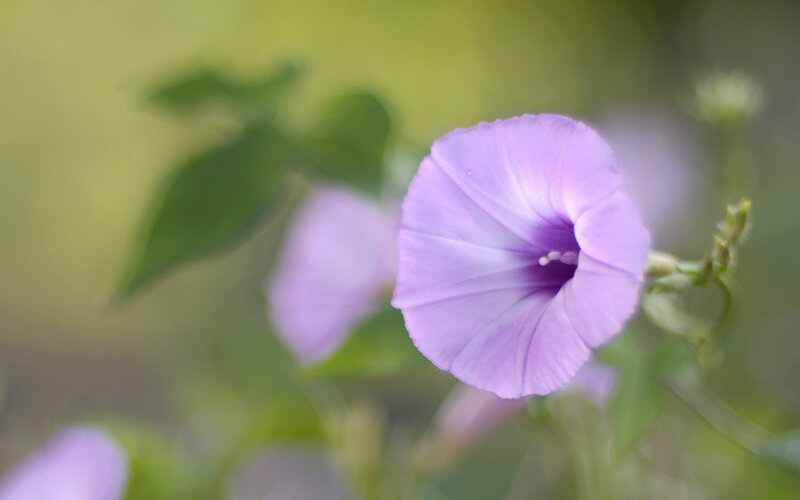 Purple Morning Glory Flower — Serene, Photograph, Leaf