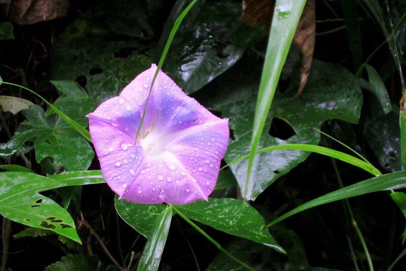 Purple Morning Glory Flower — Serene, Photograph, Leaves