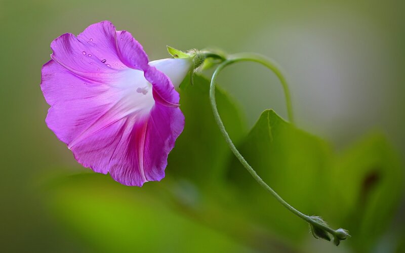 Purple Morning Glory Flower — Serene, Photograph, Stem, Leaf