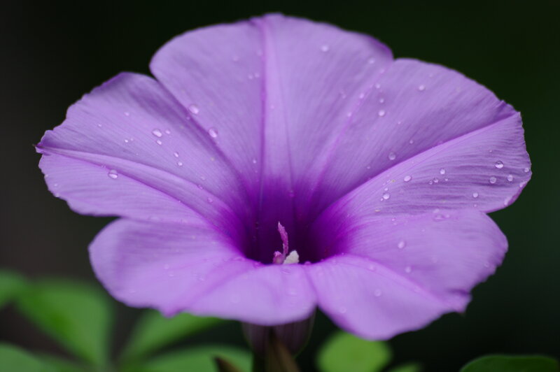 Purple Morning Glory Flower — Serene, Photograph, Water Droplets