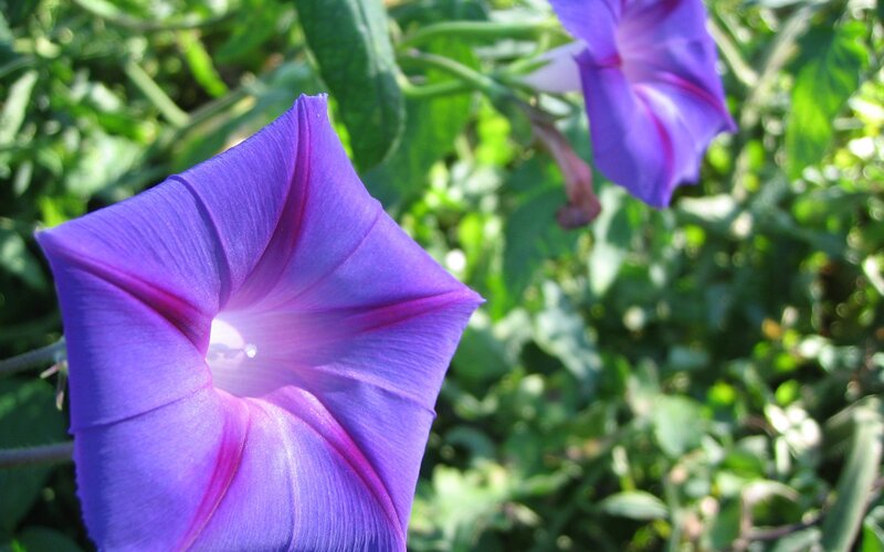 Purple Morning Glory Flower — Serene