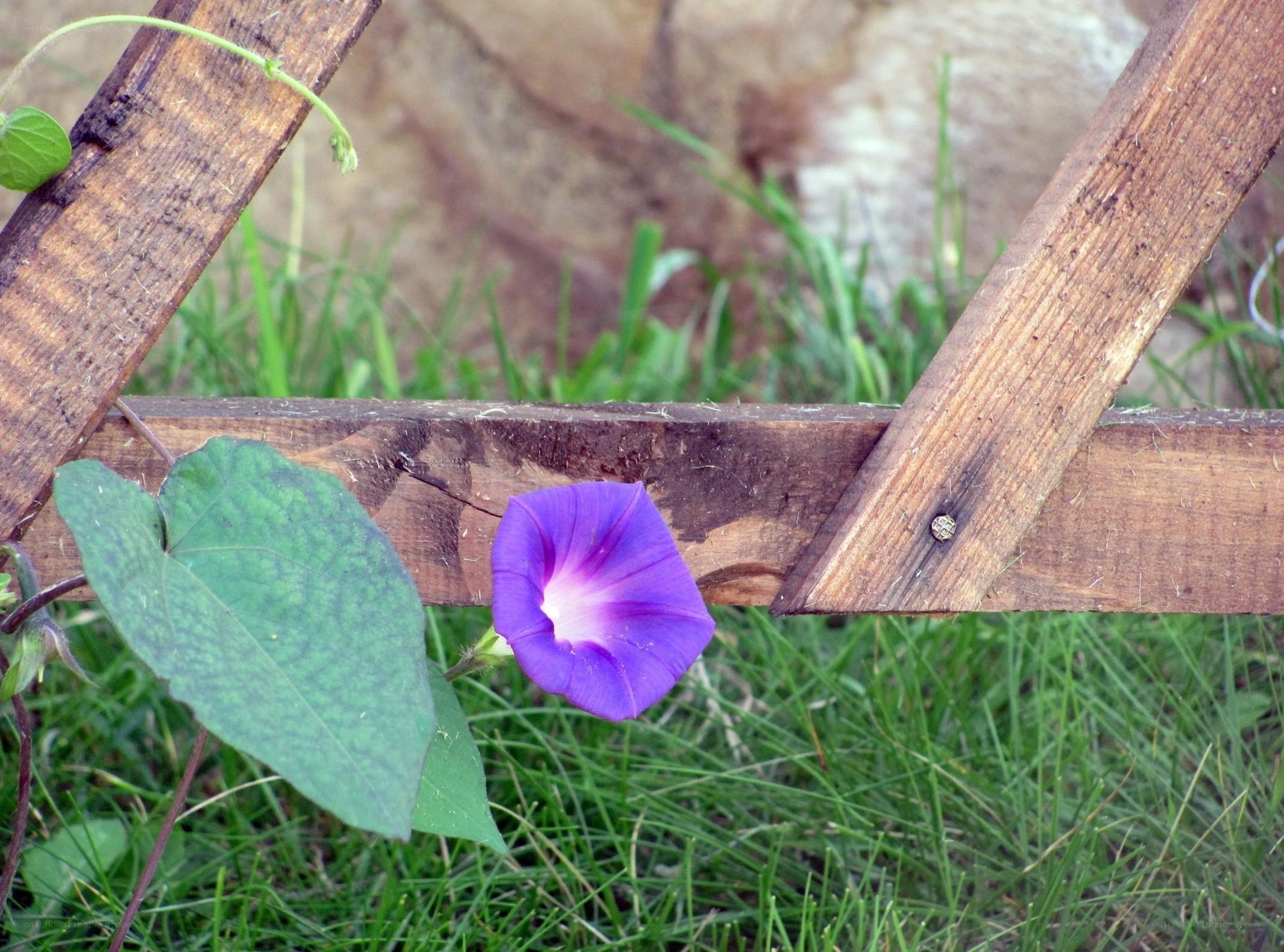 Purple morning glory flower