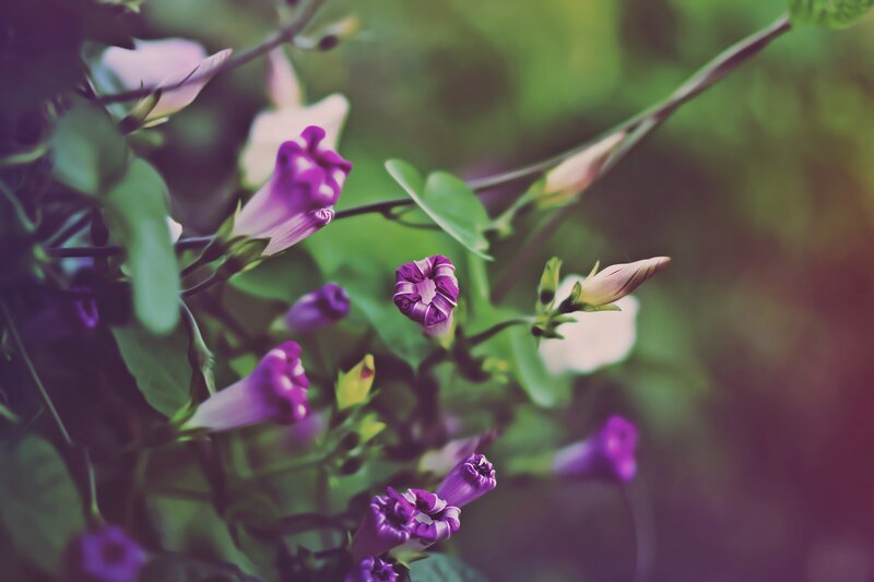 Purple morning glory flowers