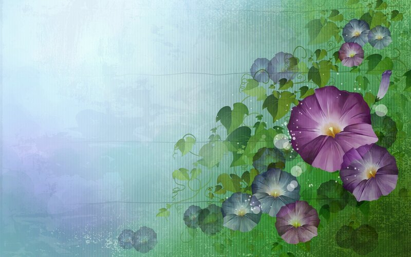 purple morning glory flowers