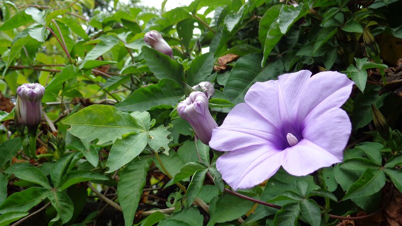purple morning glory flowers