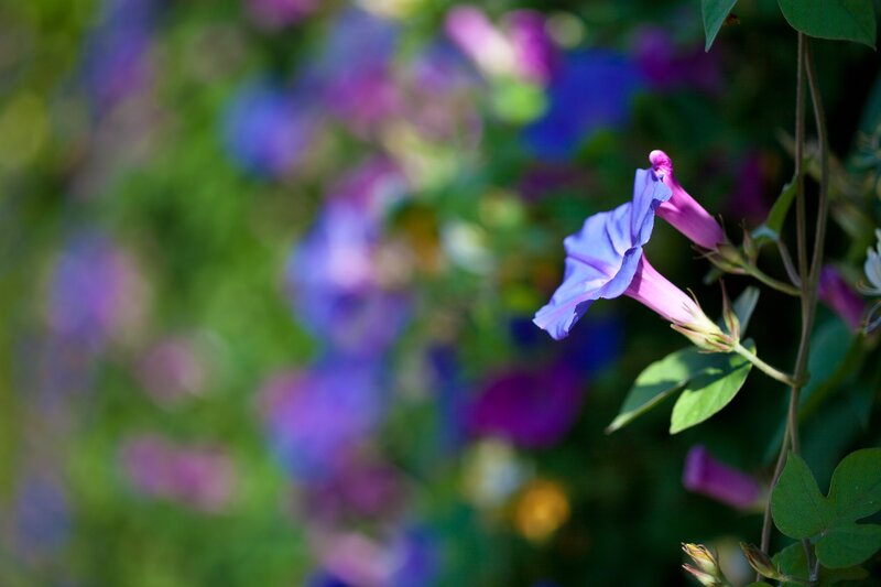 Purple morning glory flowers