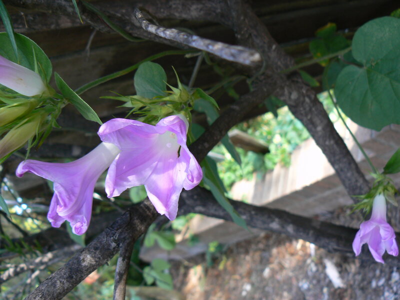 Purple morning glory flowers
