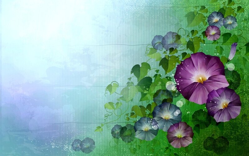purple morning glory flowers