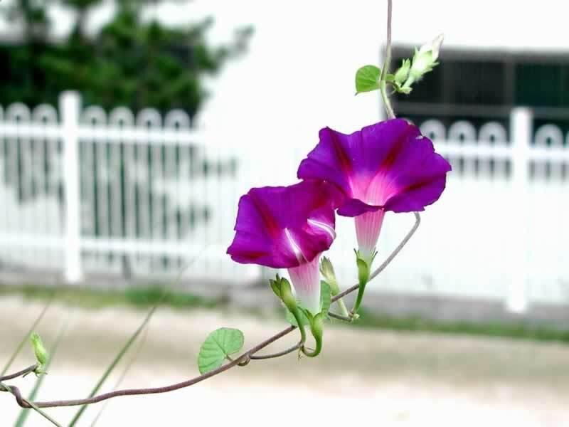 Purple morning glory flowers