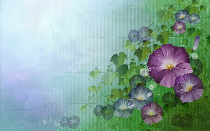 purple morning glory flowers