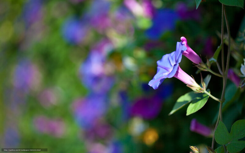 Purple morning glory flowers
