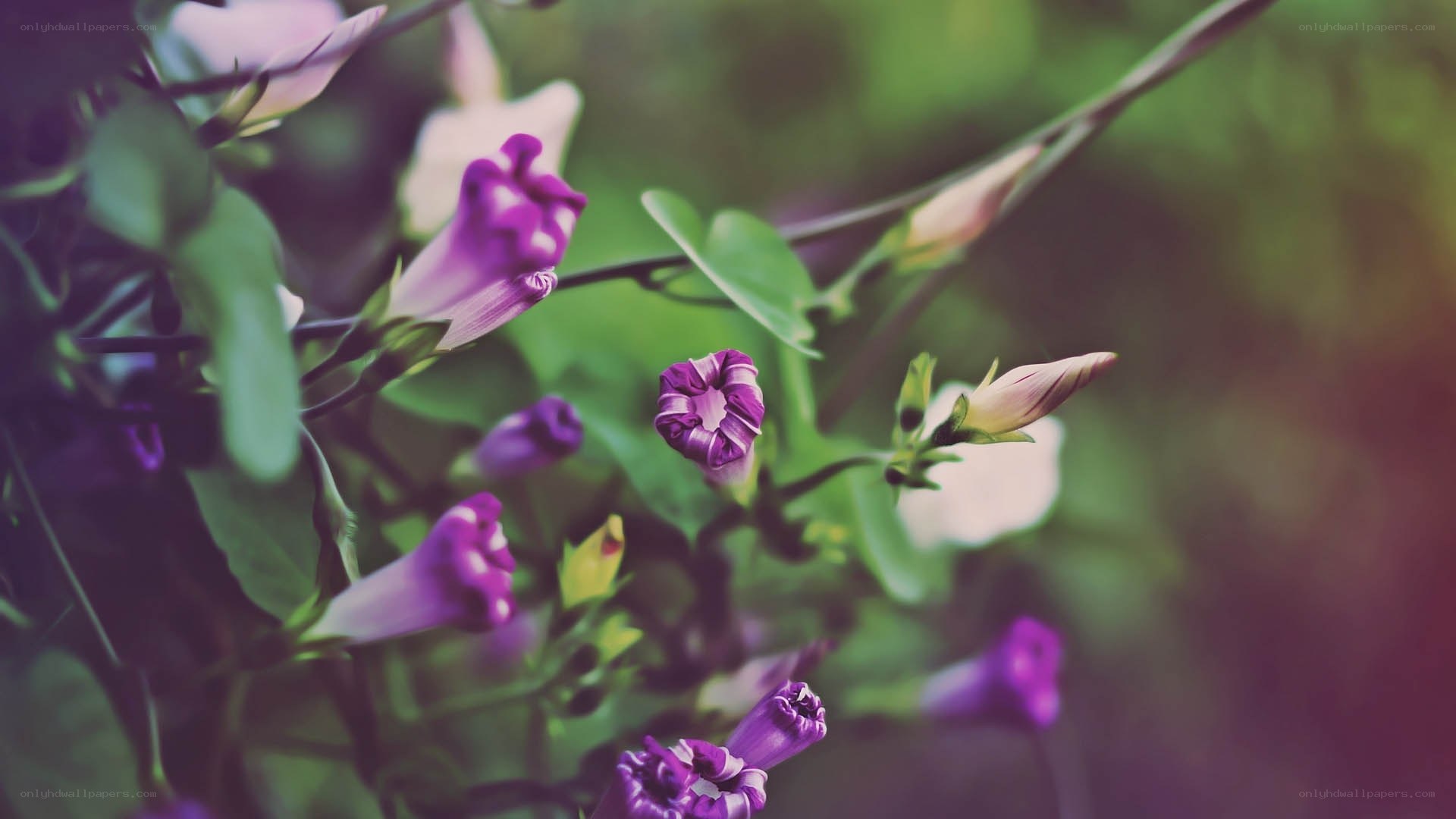 Purple morning glory flowers